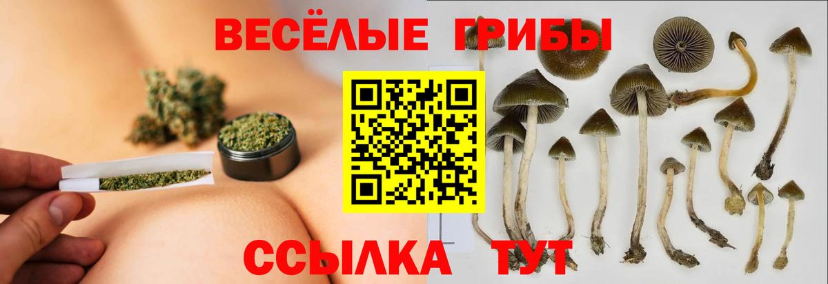 Избербаш  Галлюциногенные грибы Psilocybe  Вход с VPN 